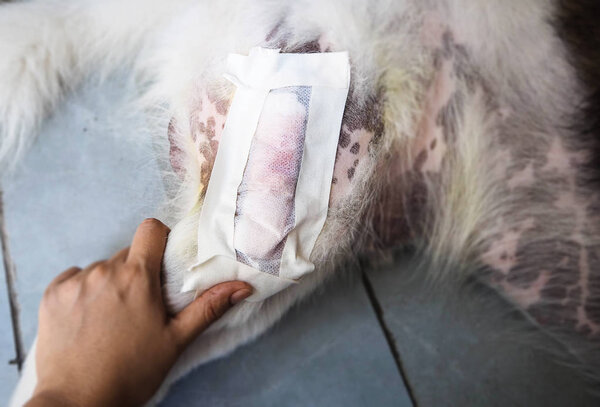 Closeup dog leg with the Surgery Dressing,cover the wound,