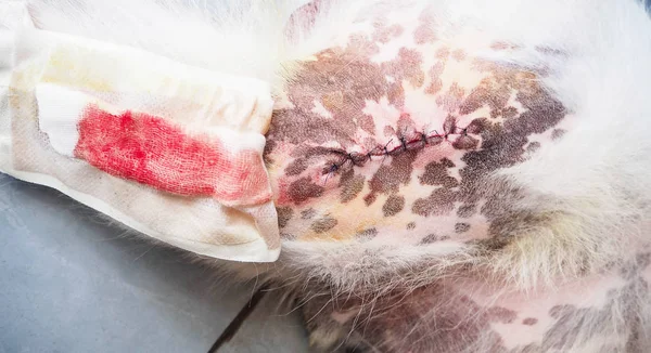 Hunden Sår Efter Operation Snittet Linjär Hund Hud Efter Utskuren — Stockfoto