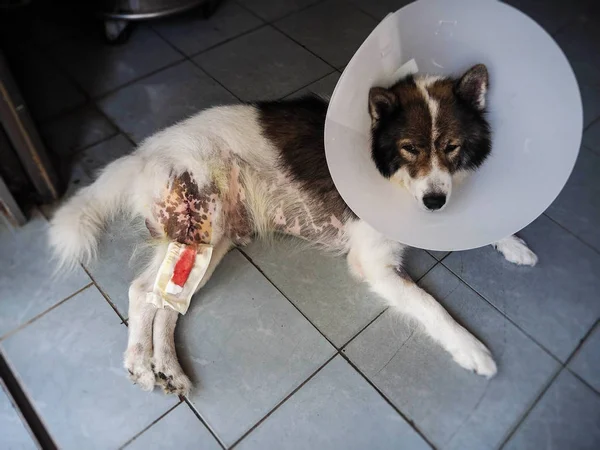 Köpek bacak ameliyat sonrası yara ile belgili tanımlık kesme sonra köpek cilt üzerinde doğrusal kist köpek bacak, ipek ile gerekli kesim dikiş, kafa ile yaka protecton kapak.