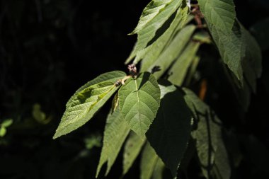 Siyah background.blurry etrafında ışık sanat tasarım arka plan yeşil yaprak.
