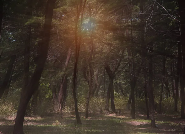 the abstract art design background of pine forest with sunlight in morning time,the shadow of the sun is shining around forest,beautiful by nature,blurry light around.