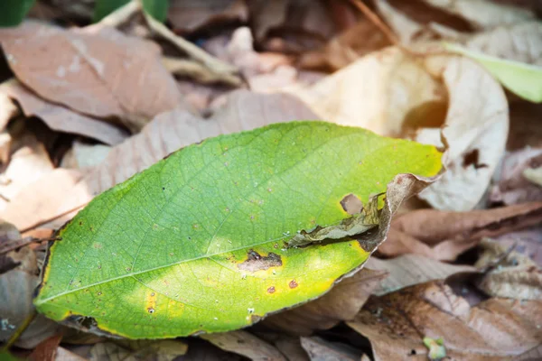 Closeup Green Leaf Put Dried Leaves Show Texture Leaf Blurry — Stock Photo, Image