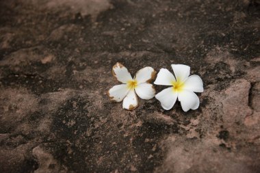 Closeup iki çiçek grunge yüzey zemin katta koymak, Beyaz Plumeria çiçek, doğa tarafından güzellik