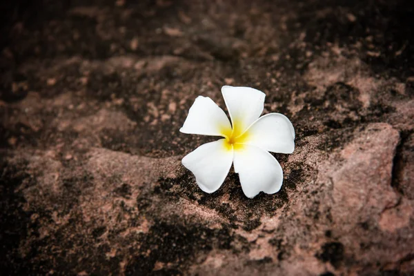 Closeup Plumeria çiçek gruge yüzey zemin kat koymak, vintage ve sanat tonu, bulanık ışık etrafında
