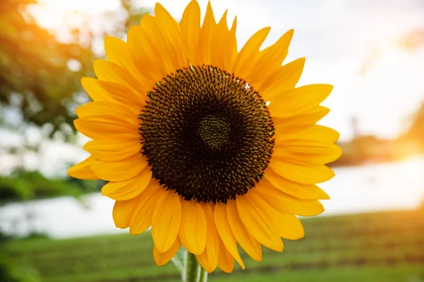 The big sunflower in a park,blurry light design background,beauty by nature