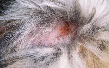 Portre deri ve köpek hir, bu gösteri dermatit içinde köpek ve köpek deri kaşıntı ve çizik hastalığı.