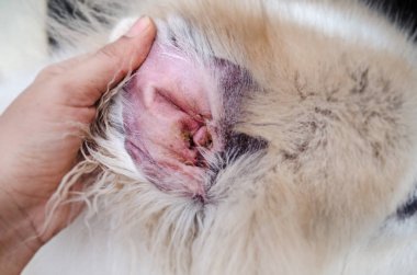 Closeup dog ear,show the secondary skin infections in dogs with atopic dermatitis,blurry light around clipart