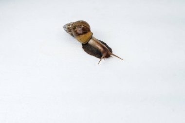 Beyaz tahta üzerinde salyangoz üst görünümü