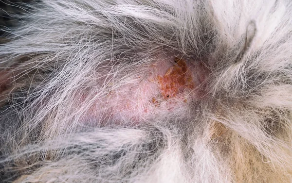 Zbliżenie Hir Skóry Pies Pokaż Zapalenia Skóry Psów Choroby Skóry — Zdjęcie stockowe