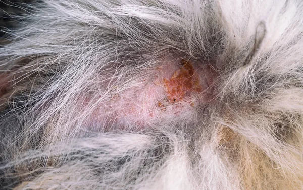 Portre deri ve köpek hir, bu gösteri dermatit içinde köpek ve köpek deri kaşıntı ve çizik hastalığı.