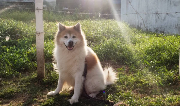 Köpek Oturuyor Güneş Işığının Yansıması Köpek Için Parlıyor Havlama Içinde — Stok fotoğraf