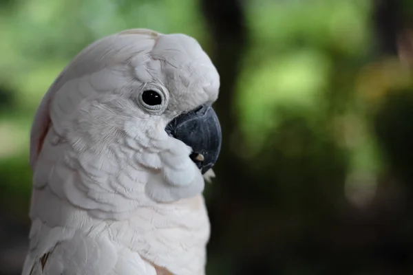 Closeup Rosto Pássaro Branco Macore Luz Embaçada Torno — Fotografia de Stock