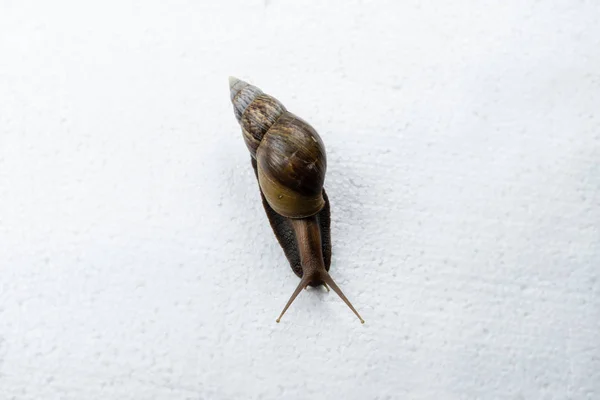 Top View Snail White Board Blurry Light — стоковое фото