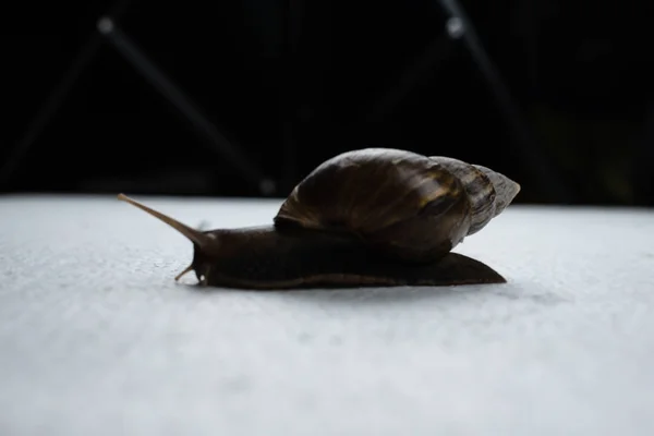 Silhouette Escargot Marche Sur Tableau Blanc Lumière Floue Autour — Photo