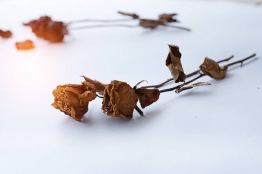 Kurutulmuş gül beyaz arka plan koymak, bulanık ışık tasarım arka plan.