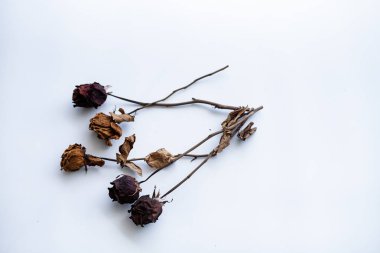 beyaz zemin üzerine kurutulmuş gül
