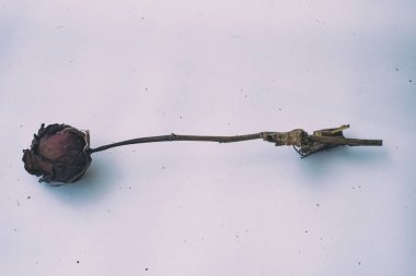 Arka planda tek kurutulmuş gül soyut sanat tasarım arka plan