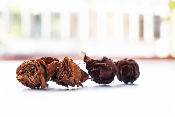 Dried Rose White Background Blurry Light Design Background — Stock Photo, Image