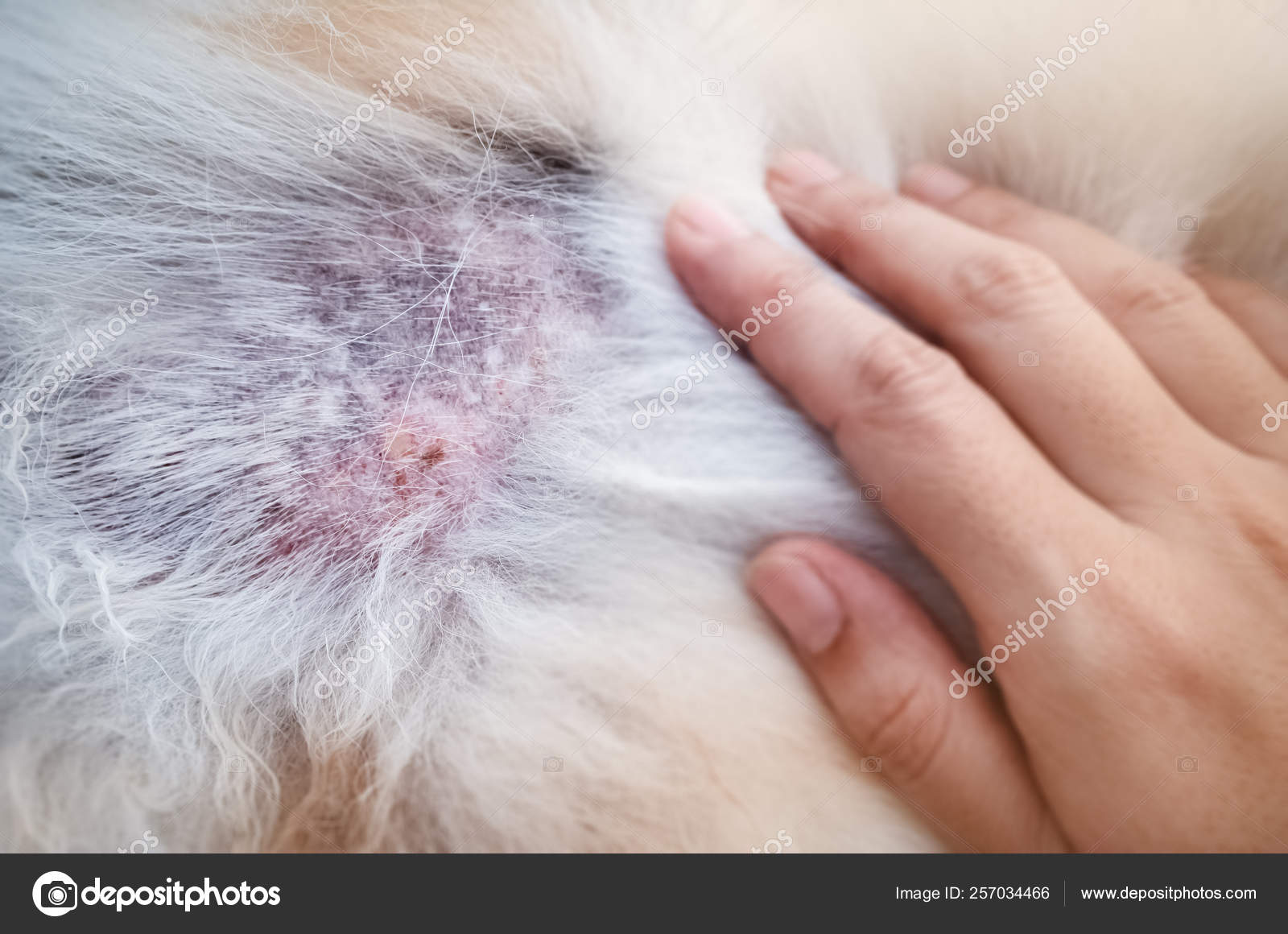 Why Does My Dog Have Scabs On His Back