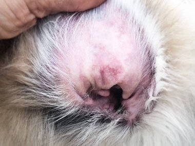 Köpek kulağının deri seçici odak, Dermatit hastalığından sağlıksız köpek, blad yamalı alan, kaşıntılı ve heykel
