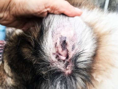 Köpek kulağında Dermatit seçici odak, hastalık göstermek, köpek kulağı, alopesi, kaşıntılı ve heykel deri blad yamalı alan
