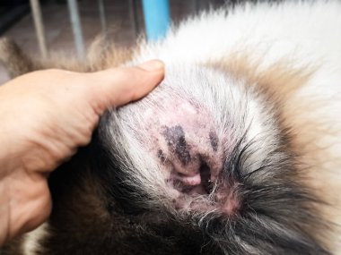 Köpek kulağında Dermatit seçici odak, hastalık göstermek, köpek kulağı, alopesi, kaşıntılı ve heykel deri blad yamalı alan