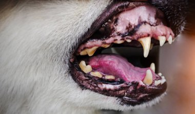 Köpek köpek köpek diş ve ağız tıbbı seçici odak olarak köpek, bulanık ışık etrafında