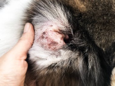 Köpek kulağında Dermatit seçici odak, hastalık göstermek, köpek kulağı, alopesi, kaşıntılı ve heykel deri blad yamalı alan