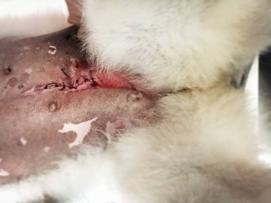 Ameliyat sonrası Köpek yara seçici odak, göbek köpek üzerinde kesi lineer ,Histeriit kesildikten sonra, ipek dikişile gerekli