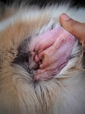 Köpek kulağı sorunu seçici odak, Köpek kulak Otitis Externa ve Otitis Medya, bir köpek dış kulak kanalı iltihabı, ağrı, kaşıntı ve kızarıklık, çevresinde bulanık ışık