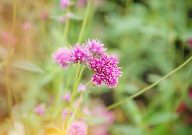 Bir parkta pembe çiçek bulanık ışık tasarım arka plan, doğa tarafından güzellik
