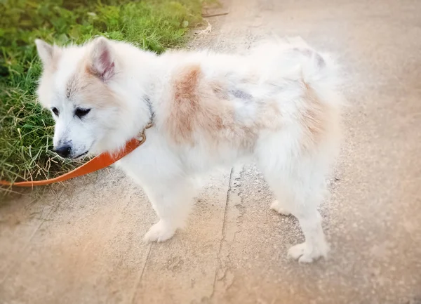 Köpekte Dermatit, köpek derisinde hastalık gösterir