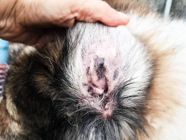 stock image In selective focus of the Dermatitis in dog ear,show the disease ,blad patchy  area of the skin in dog ear,alopecia,itchy and sculpt