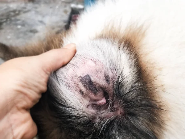 Στην Επιλεκτική Εστίαση Της Δερματίτιδας Στο Αυτί Του Σκύλου Δείξτε — Φωτογραφία Αρχείου