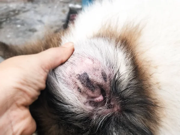 Nella Messa Fuoco Selettiva Della Dermatite Nell Orecchio Del Cane — Foto Stock