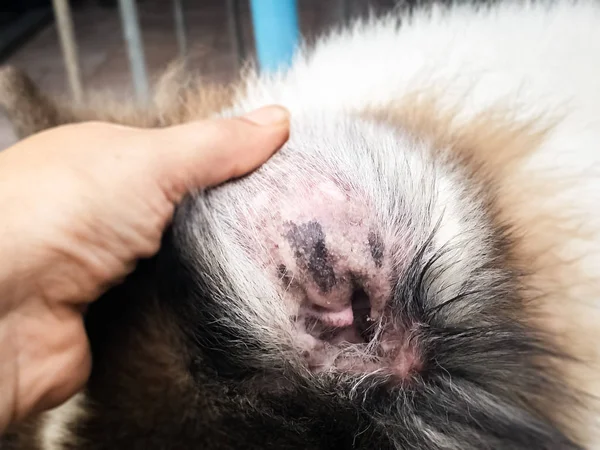 在狗耳皮炎的选择性焦点 显示疾病 在狗耳的皮肤斑点区域 瘙痒和雕刻 — 图库照片