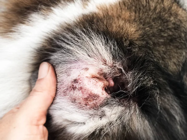 犬の耳の皮膚炎の選択的焦点では 犬の耳 脱毛症 かゆみと彫刻の皮膚の疾患 斑状の斑状領域を示す — ストック写真