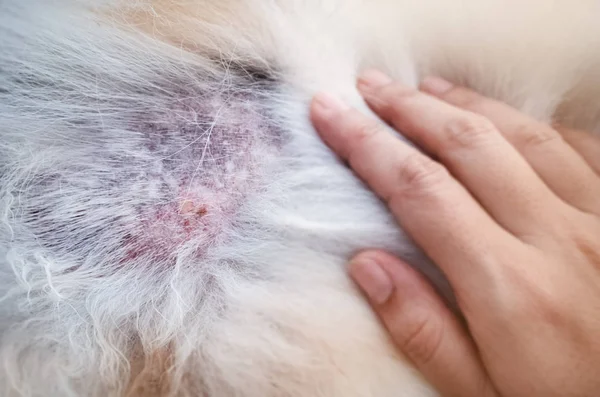 Köpekte Dermatit, köpek derisinde hastalık gösterir