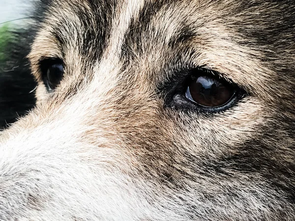 Bliska Oko Psa Dużej Twarzy Patrząc Prosto — Zdjęcie stockowe