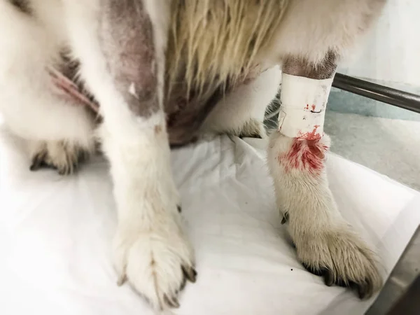 在狗腿的选择性焦点 出血和覆盖绷带 — 图库照片