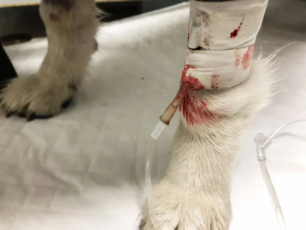 Iv溶液を持つ犬の脚の選択的焦点では 包帯で覆い 脚の周りの出血 動物病院で — ストック写真