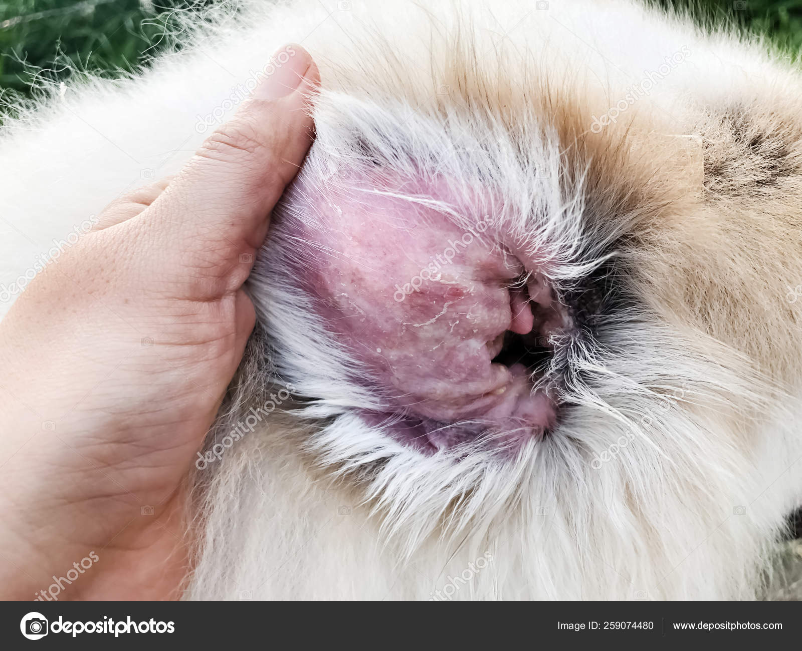 Closeup Dog Ear Problem Show Secondary Skin Infections Dogs