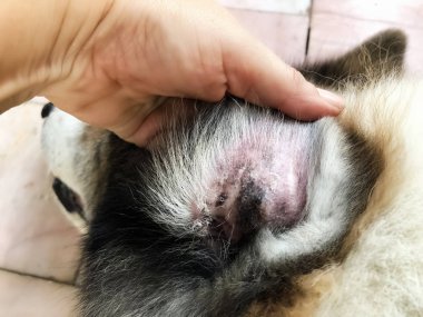 Closeup köpek kulak sorunu, Atopik Dermatit ile köpeklerde ikincil deri enfeksiyonları göstermek, çevresinde bulanık ışık