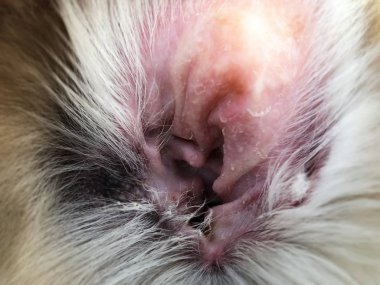 Closeup köpek kulak sorunu, Atopik Dermatit ile köpeklerde ikincil deri enfeksiyonları göstermek, çevresinde bulanık ışık