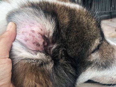 Closeup kazma kulak sorunu Melassesia Dermatitis formu, köpek kulağı, kaşıntılı ve heykel üzerinde hastalık göstermek