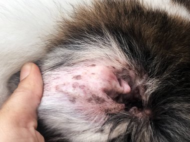 Closeup kazma kulak sorunu Melassesia Dermatitis formu, köpek kulağı, kaşıntılı ve heykel üzerinde hastalık göstermek