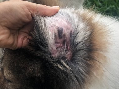Closeup kazma kulak sorunu Melassesia Dermatitis formu, köpek kulağı, kaşıntılı ve heykel üzerinde hastalık göstermek