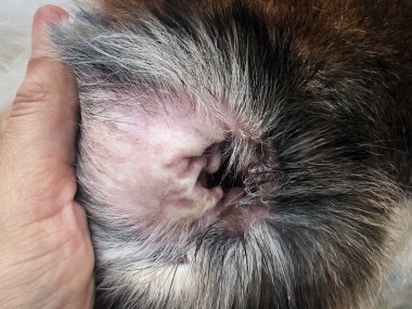 Closeup kazma kulak sorunu Melassesia Dermatitis formu, köpek kulağı, kaşıntılı ve heykel üzerinde hastalık göstermek