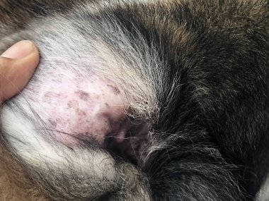 Closeup kazma kulak sorunu Melassesia Dermatitis formu, köpek kulağı, kaşıntılı ve heykel üzerinde hastalık göstermek