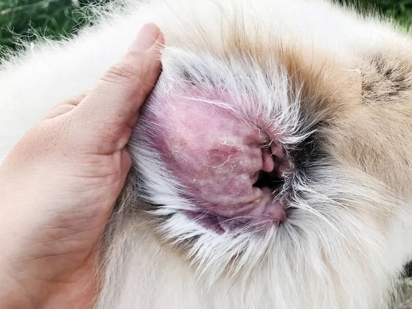 Closeup Problema Orelha Cão Mostrar Infecções Secundárias Pele Cães Com — Fotografia de Stock